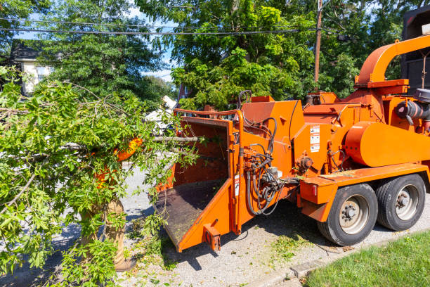 Best Tree Branch Trimming  in Highland Park, TX